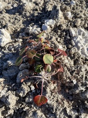 Eriogonum gypsophilum