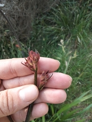 Anigozanthos flavidus