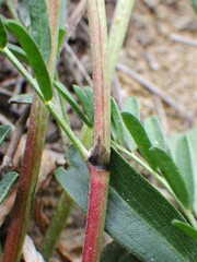 Astragalus tenellus