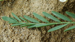 Astragalus tenellus