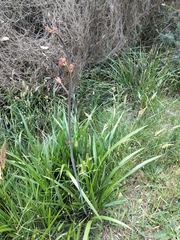 Anigozanthos flavidus