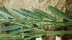 Astragalus tenellus