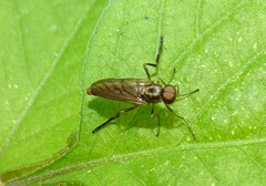 Chiromyzinae