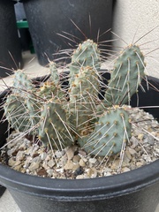 Opuntia pinkavae