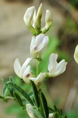 Astragalus tenellus