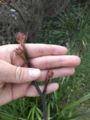 Anigozanthos flavidus