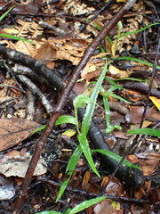 Pterostylis agathicola
