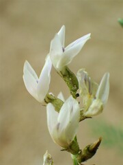 Astragalus tenellus