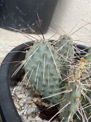 Opuntia pinkavae