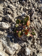 Eriogonum gypsophilum