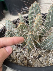 Opuntia pinkavae