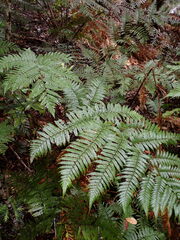 Dicksonia lanata