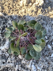 Eriogonum gypsophilum