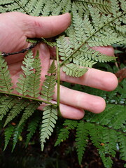 Dicksonia lanata