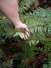 Dicksonia lanata