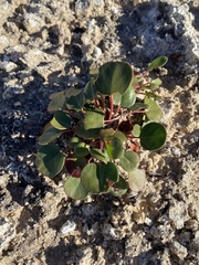 Eriogonum gypsophilum