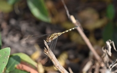 Orthetrum brachiale