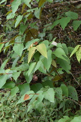 Vismia baccifera