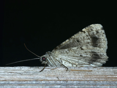 Syneora hemeropa