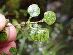 Coprosma tenuicaulis
