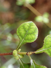 Coprosma tenuicaulis