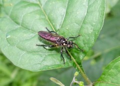 Laphriinae