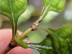 Coprosma tenuicaulis