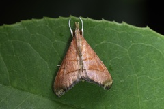 Hemiscopis sanguinea