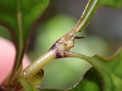 Coprosma tenuicaulis