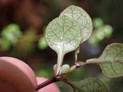 Coprosma tenuicaulis
