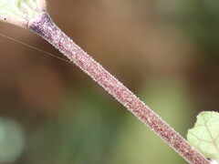 Coprosma tenuicaulis