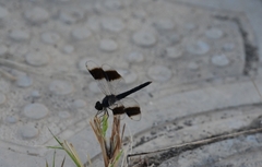 Brachythemis impartita