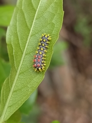 Cyclosia papilionaris