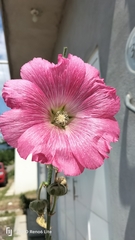 Alcea