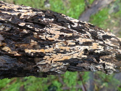 Xylobolus frustulatus