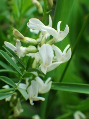 Astragalus tenellus