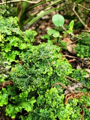 Lobariaceae