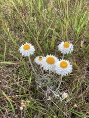 Leucochrysum albicans