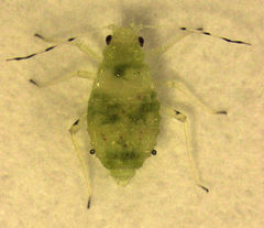 Pterocallis maculatus