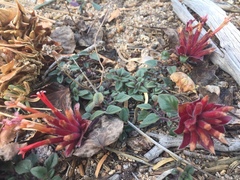 Monardella macrantha