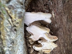 Rhodofomitopsis feei