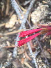 Monardella macrantha