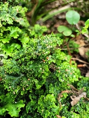 Lobariaceae