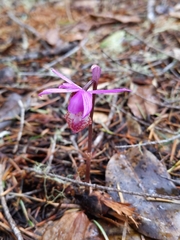 Calypso bulbosa occidentalis