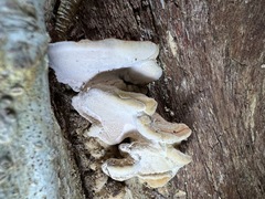 Rhodofomitopsis feei