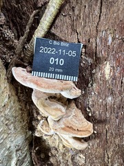 Rhodofomitopsis feei