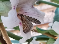 Dolicharthria punctalis