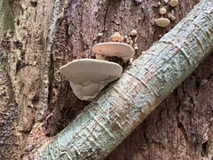 Rhodofomitopsis feei