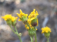 Senecio martirensis