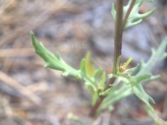 Senecio martirensis